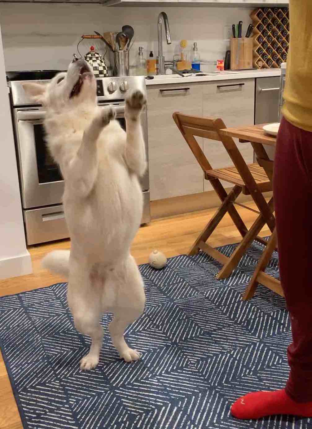 dog standing on hind legs